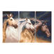 Sunlit Stallions