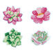 Succulents